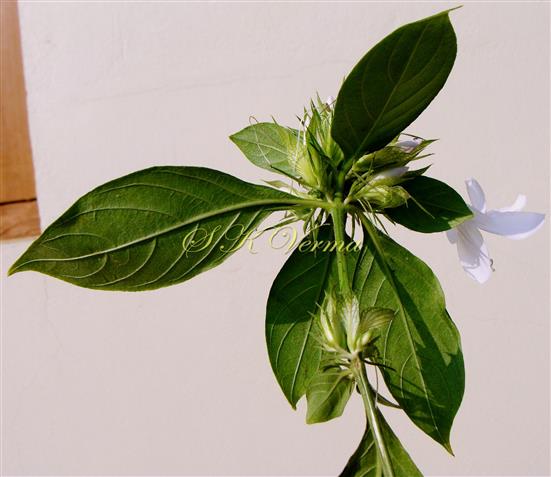  Leaves-Abaxial view